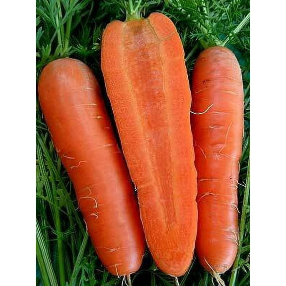 Imperator 58 Carrot Seed