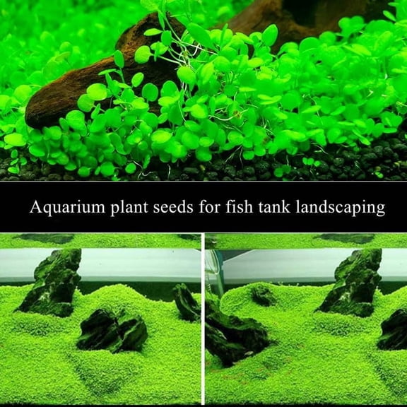 20000 Aquarium Seeds Plants for Fish Tank Easy Growing Real Carpet Decor for Fish Tank