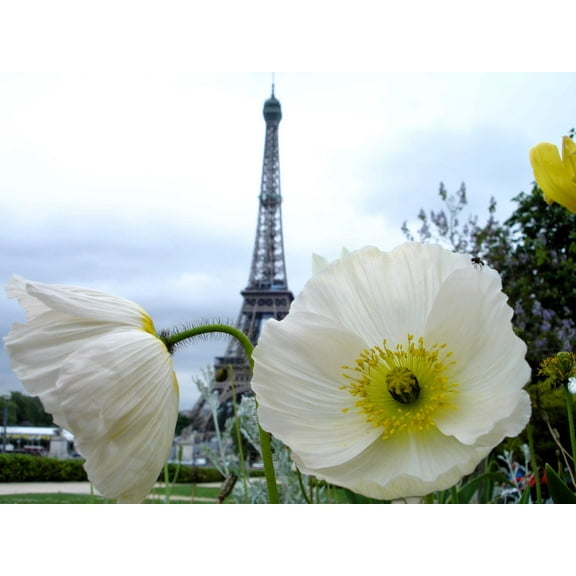 250 Seeds PERSIAN WHITE POPPY Papaver Somniferum Flower Seeds