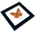 thumbnail image 2 of Real Framed Butterfly – Butterfly Moth Art Display Taxidermy Artwork Wall Décor, Natural Exquisite Collection, 1 Specimens in 5 x 5 frame (Orange Albtross), 2 of 4