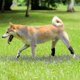 thumbnail image 5 of Dog Hind Leg Brace: Hock & Ankle Support for Torn ACL & CCL, Canine Rear Leg Joint Compression Wrap - Injury Protection, Arthritis Relief, Wound Care, 5 of 5