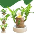 thumbnail image 7 of Brazilian Lucky tree,with base and mystery doll decorations, easy to plant in the home office to attracts wealth and wealth,lucky wood,Fortune tree ,Gift Ornaments Light, 7 of 7