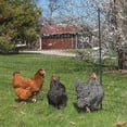 thumbnail image 3 of Heavy Anti Bird Netting Net Garden Fence And Crops Protective Fencing Mesh Anti Bird Deer Cat Dog Chicken Net Fishing Net, 3 of 3