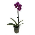 thumbnail image 3 of Chia E Yenlin Phalaenopsis 'Variegata' Orchid - Variegated Leaves - 3.5" Pot, 3 of 3