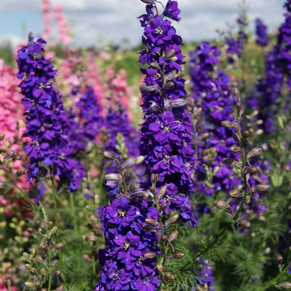 Outsidepride Larkspur Blue Spire - 2000 Seeds