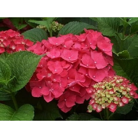 Masja Pink Mophead Hydrangea - Live Plant ( 1 QT )