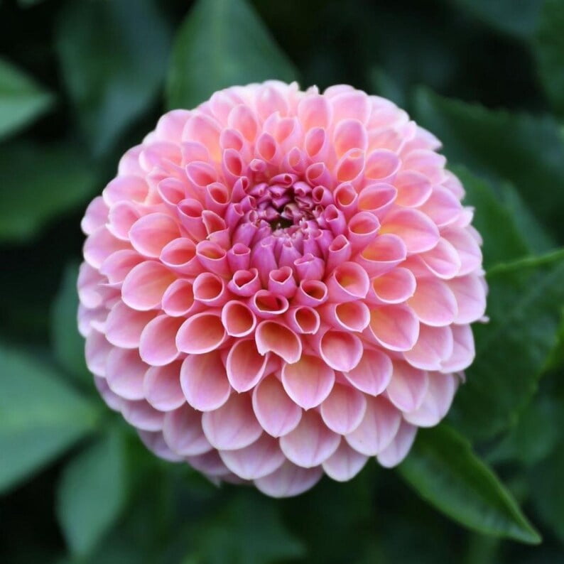 40 Seeds - Linda's Dahlia Seeds - Pollinator Friendly,, Heirloom Flower Seeds Mix for Gardens