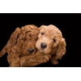 thumbnail image 2 of Jaynes Gallery 32x23 Gold Ornate Wood Framed with Double Matting Museum Art Print Titled - Standard poodle puppies close-up, 2 of 4