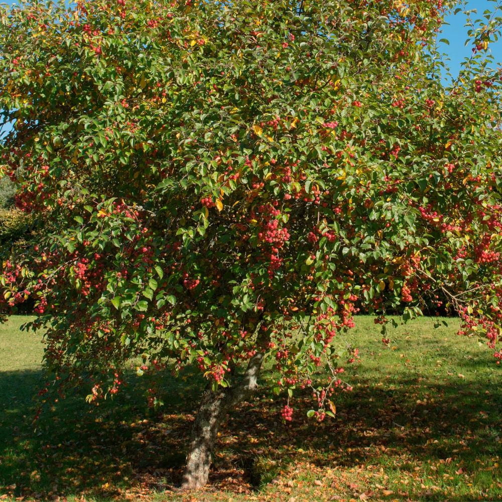 Expert Gardener 1-2 ft. tall Jona Gold Apple Live Tree in 1- Gallon Grower Pot