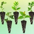 thumbnail image 2 of EASTIN 100Pcs Aerogarden Balanced PH Conical Sponges Faster Rooting Aerogarden Pods, 2 of 7