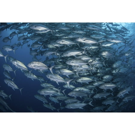 Schooling bigeye jacks near Cocos Island Costa Rica Canvas Art - Ethan DanielsStocktrek Images (17 x 12)