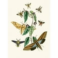 thumbnail image 2 of John Obadiah Westwood 11x14 Gold Ornate Wood Frame and Double Matted Museum Art Print Titled - The Cabinet of Oriental Entomology Pl Xxxi (1848), 2 of 4