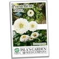 thumbnail image 2 of Polar Bear White Zinnia Seeds (Zinnia elegans) – 100+ Heirloom Non-GMO Seeds per Packet by Isla’s Garden Seeds, Large White Blooms, Ideal for Garden Borders and Cut Flowers, Perfect Home Garden Gift, 2 of 6