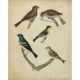thumbnail image 2 of Charles L. Bonapart 15x18 Black Ornate Wood Framed with Double Matting Museum Art Print Titled - Bonapart Birds I, 2 of 4