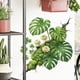 thumbnail image 5 of Plantas tropicales verdes pegatinas para el salón y la entrada, pared rota con hojas de tortuga en forma de tortuga en la parte trasera decoración del hogar, 5 of 5