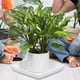 thumbnail image 3 of 2 platillos de plástico para plantas: bandeja cuadrada para recoger agua de 25 cm, base para macetas de balcón y jardín, apta para bonsáis y suculentas., 3 of 5
