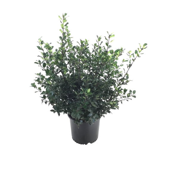 Ilex ‘Blue Prince’ Holly – 3-Gallon Evergreen Shrub – Hardy Male Pollinator for Blue Holly Varieties