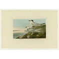 thumbnail image 2 of Audubon, John James 24x18 White Modern Wood Framed Museum Art Print Titled - Trudeaus Tern, 2 of 4
