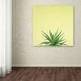 thumbnail image 3 of Trademark Fine Art 'Succulent Simplicity I' Canvas Art by Felicity Bradley, 3 of 3