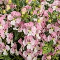 thumbnail image 4 of 200 Pink White Snapdragon Seeds Flower Perennial Flowers Seed US SELLER 998, 4 of 5