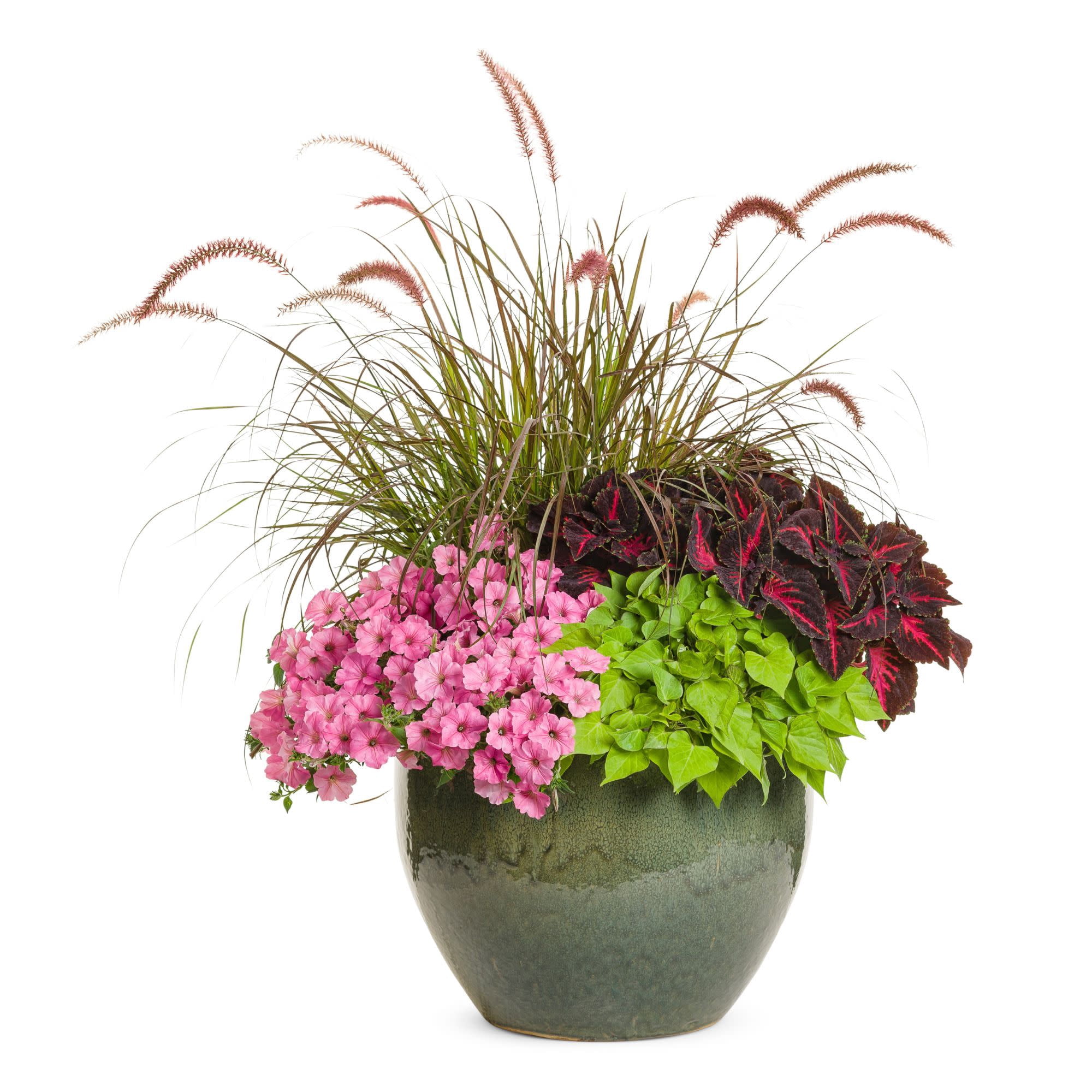 Proven Winners 4" Pink Supertunia Vista Bubblegum Petunia Live Plant in 4.25" Pot (4 Count)