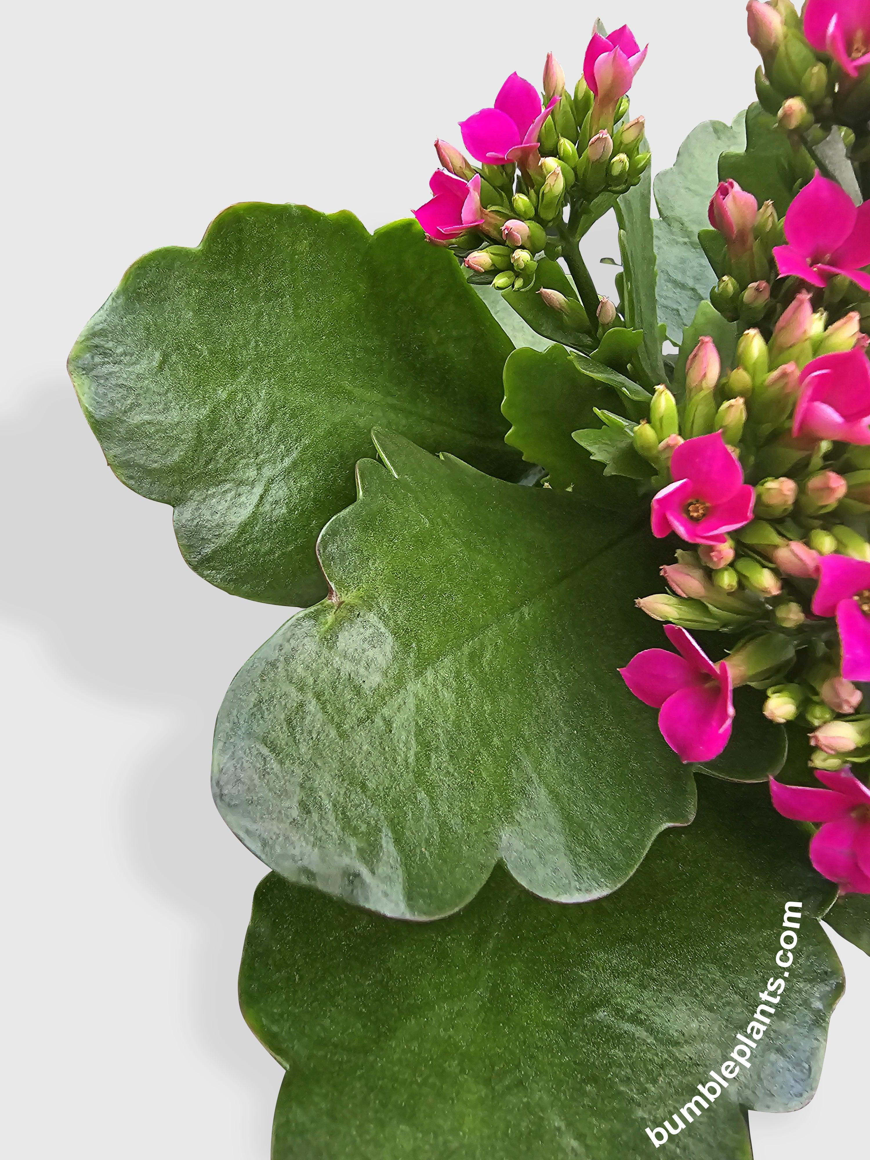 Kalanchoe Flowering Plant - Live Air-Purifying Indoor Plant in Nursery Pot – Easy Care, Low Maintenance Houseplant for Home & Office Decor, Natural Air Cleaner, Best for Beginners (4"Pot, Yellow)