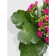 thumbnail image 2 of Kalanchoe Flowering Plant - Live Air-Purifying Indoor Plant in Nursery Pot – Easy Care, Low Maintenance Houseplant for Home & Office Decor, Natural Air Cleaner, Best for Beginners (4"Pot, Red), 2 of 8