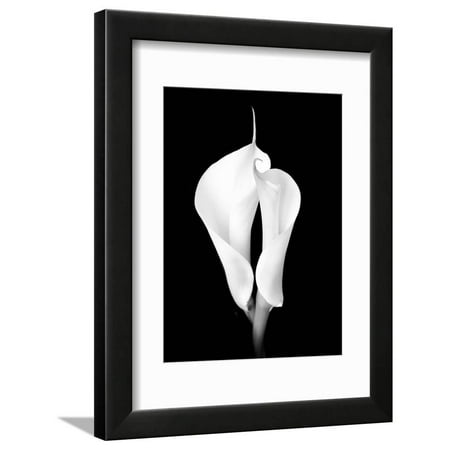 Two White Calla Lilies Framed Print Wall Art By Winfred Evers