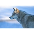 thumbnail image 3 of Z, Bingo 14x11 Black Modern Framed Museum Art Print Titled - A vigilant Wolf, 3 of 5