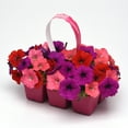 thumbnail image 2 of Easy Wave Spreading Petunia South Beach Garden Flower Mix - 30 Seeds, 2 of 3