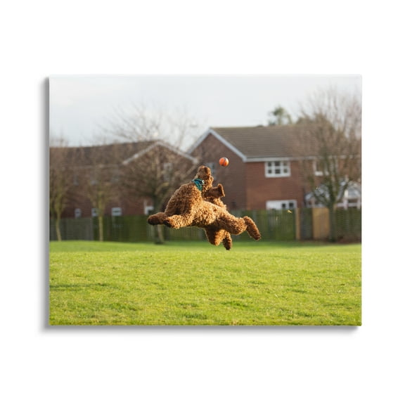Stupell Industries Eye on the Ball Dog Animals & Insects Photography Gallery Wrapped Canvas Art Print Wall Art, 20 x 16