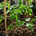 thumbnail image 4 of IDEANATEGRATE 200Ud Clips Para Fijar De Plantas En Jardín Fáciles De Usar Y Resistentes Color, 4 of 6