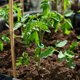thumbnail image 1 of Hytrove 200Ud Clip Para Plantas Plástico Para Soporte De Reforzado Y Fácil De Usar En Jardín, 1 of 6