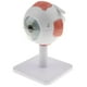 thumbnail image 2 of Modelo de bola de ojo humano, herramienta de estudio anatómico, suministros de laboratorio ampliados 3X , A, 2 of 9