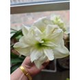 thumbnail image 2 of GSDWIUEW Double Amaryllis Bulbs for Fall Planting Large Hippeastrum Perennial Flowers Bulbs Size 10-11 Inch Perfect for Garden, Gift with Wrapping and Planting Instruction (2, White Symphony), 2 of 5