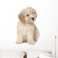 thumbnail image 1 of Dog Apricot Toy Poodle Wall Decal by Wallmonkeys Peel and Stick Graphic (36 in H x 23 in W) WM227054, 1 of 4