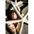 thumbnail image 2 of Hausenflock, Alan 23x32 White Modern Wood Framed Museum Art Print Titled - Shells by the Sea II, 2 of 4