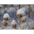 thumbnail image 2 of Bonin, Suzanne 32x25 Black Ornate Wood Framed with Double Matting Museum Art Print Titled - Frozen Burdock, 2 of 4