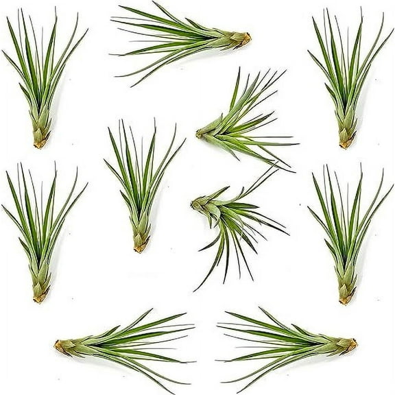 ragnaroc Air Plants - Tillandsia Fasciculata Tricolor, Large 4-6" - 10ct - Live Arrival Guaranteed - House Plants for Home Decor & Gift