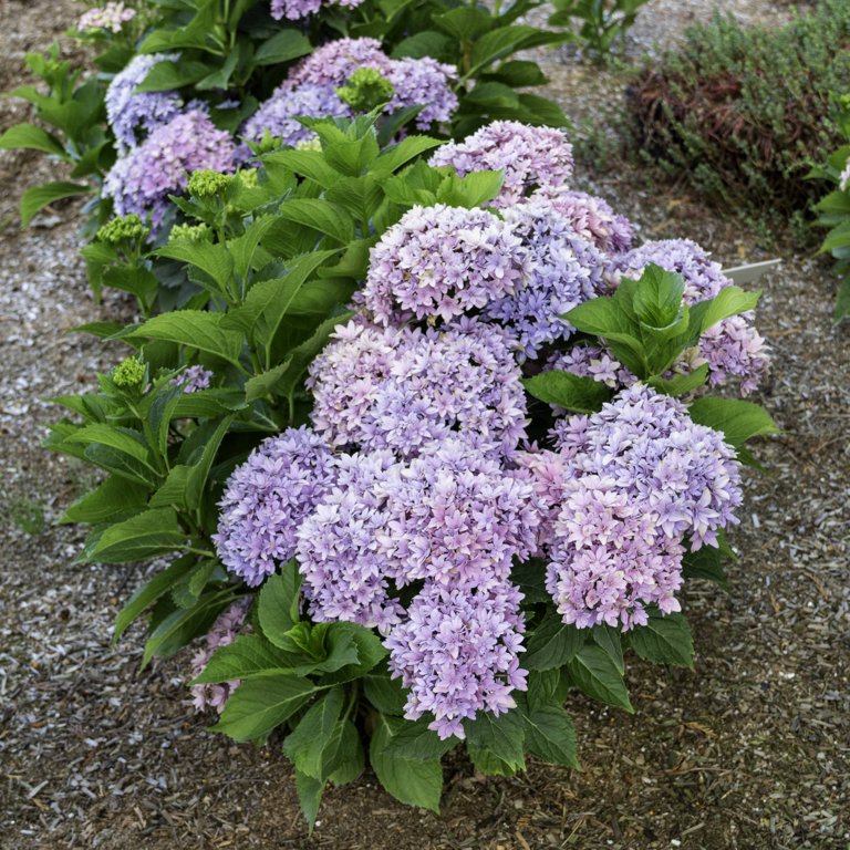 Starfield 1 gal. Bigleaf Hydrangea (Macrophylla) Live Shrub, Pink