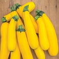 thumbnail image 4 of Burpee Fort Knox Hybrid Summer Squash Vegetable Seed, 1-Pack, 4 of 6