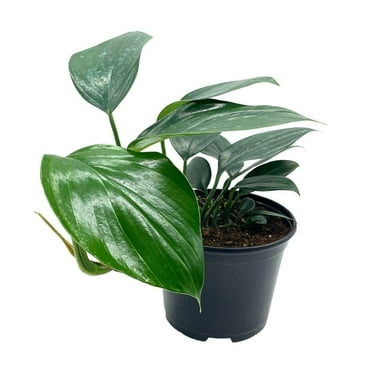 Bubbleblooms Dragon Tail Plant - 6 Inch Pot, Very Full Rhaphidophora Decursiva