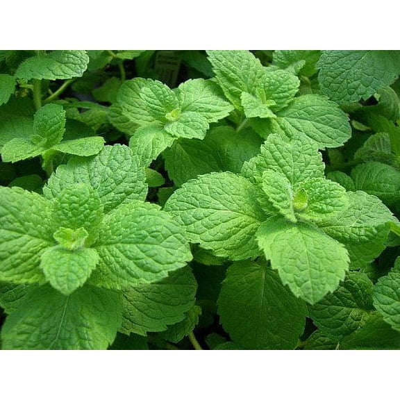 Apple Mint - Mint Sauces, Fruit Salads, Punches - Live Plant - 3" Pot