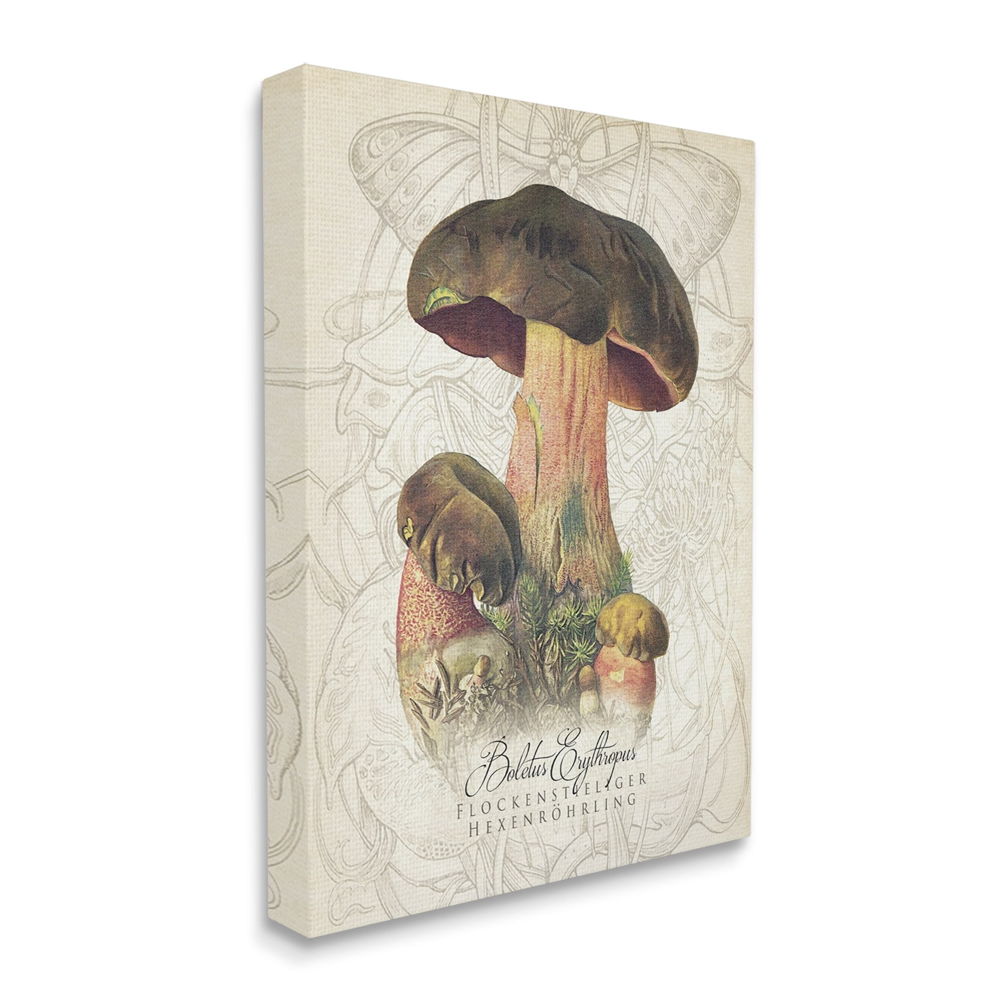 Stupell Industries Vintage German Nature Mushroom Botanical & Floral Painting Gallery Wrapped Canvas Print Wall Art