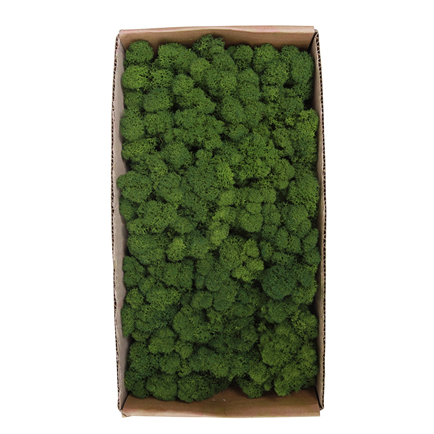 Preserved Moss Wall Decor Real Preserved Moss No Maintenance Required