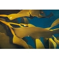 thumbnail image 2 of Jaynes Gallery 24x17 Black Ornate Wood Framed with Double Matting Museum Art Print Titled - Antarctica-South Georgia Island-Undine Harbor North Close-up of kelp in ocean, 2 of 4