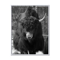 Designart 'Portrait Of Monochrome Wild Bull In Winter Forest II' Farmhouse Framed Canvas Wall Art Print