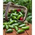 thumbnail image 6 of (2 pack) Bonnie Plants Jalapeo Hot Pepper 19.3 oz., 6 of 12
