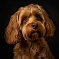 thumbnail image 1 of Cockapoo Elegance - DIY Diamond Painting, 1 of 6