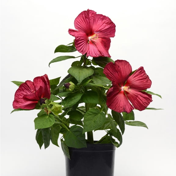 Luna Series F1 Hibiscus Flower Garden Seeds - Red Improved - 100 Seeds - Perennial Flower Gardening - Hibiscus moscheutos